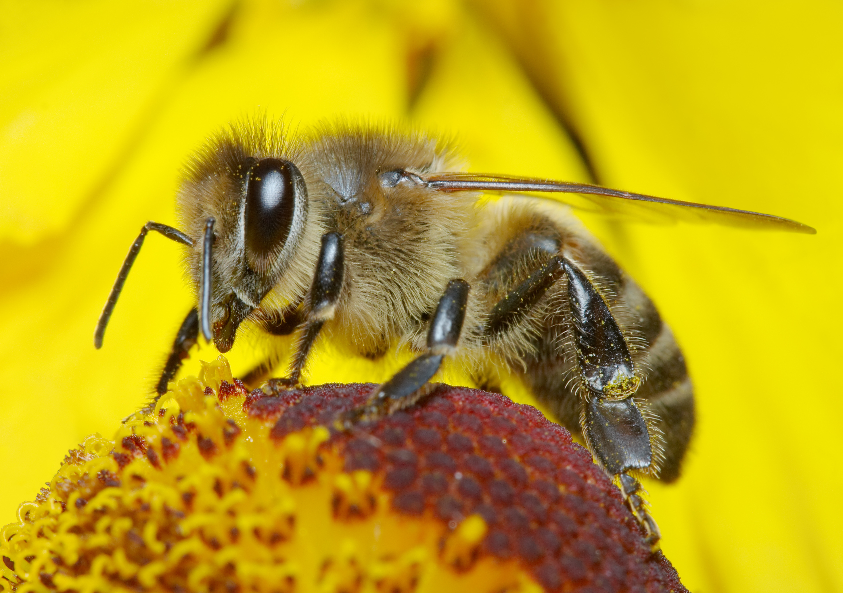 does bee pollen help with allergies